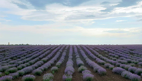 lavandula