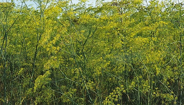 rezene