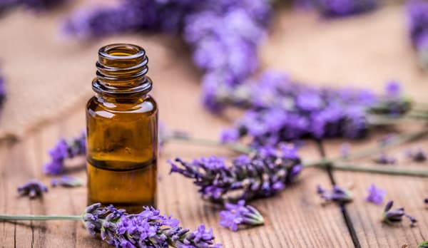 lavandula